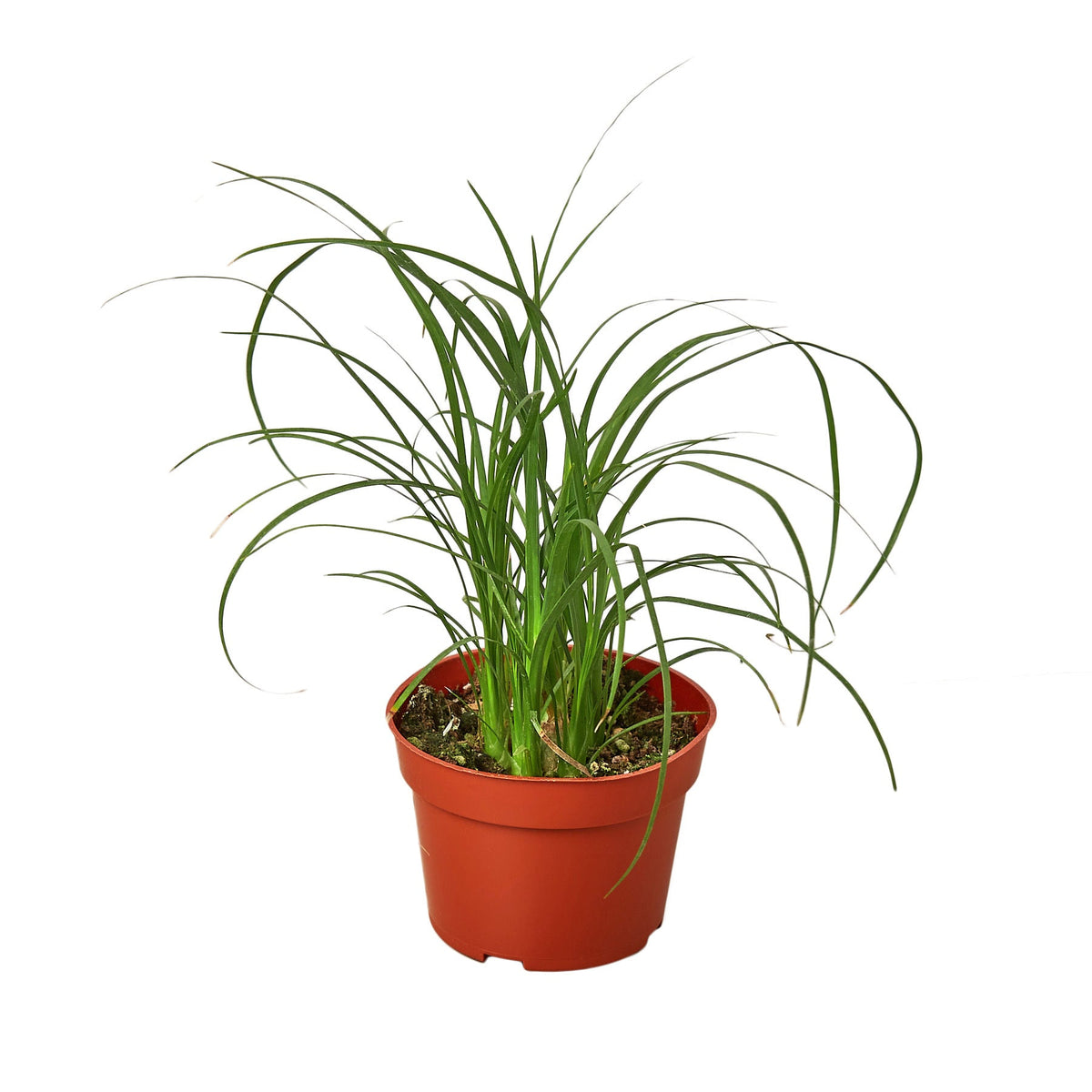 Ponytail palm