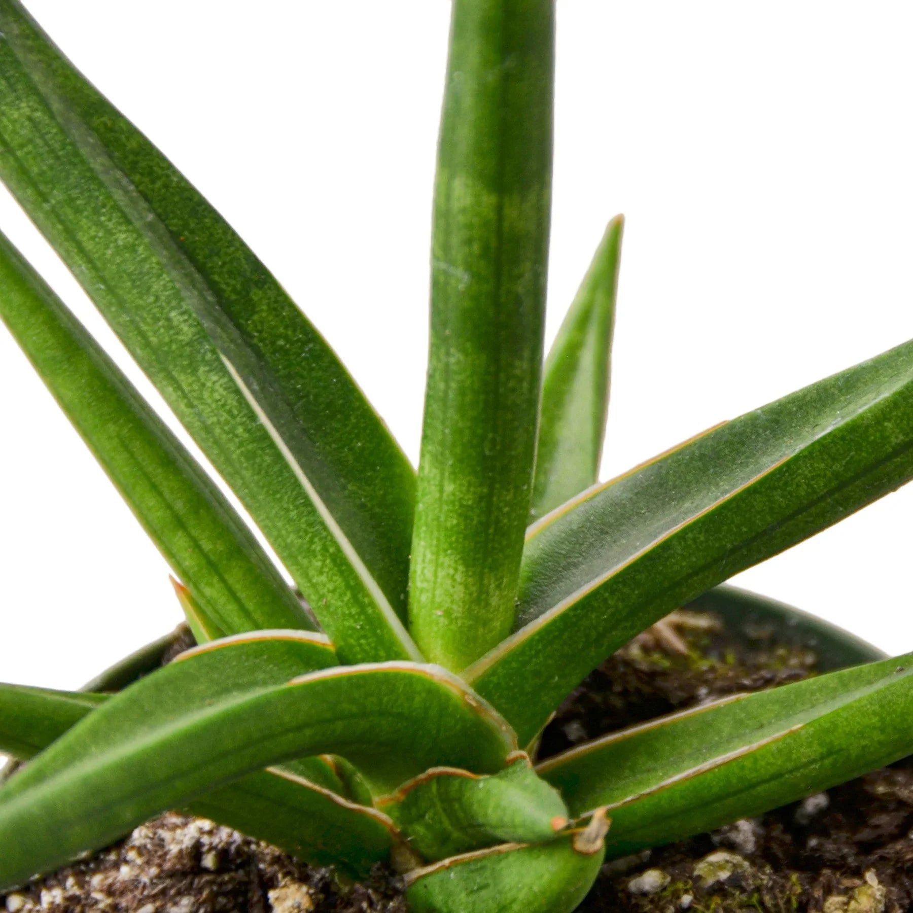 Dracaena stuckyi – Planta
