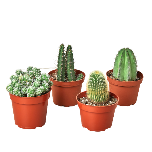 4 Cacti Variety Pack