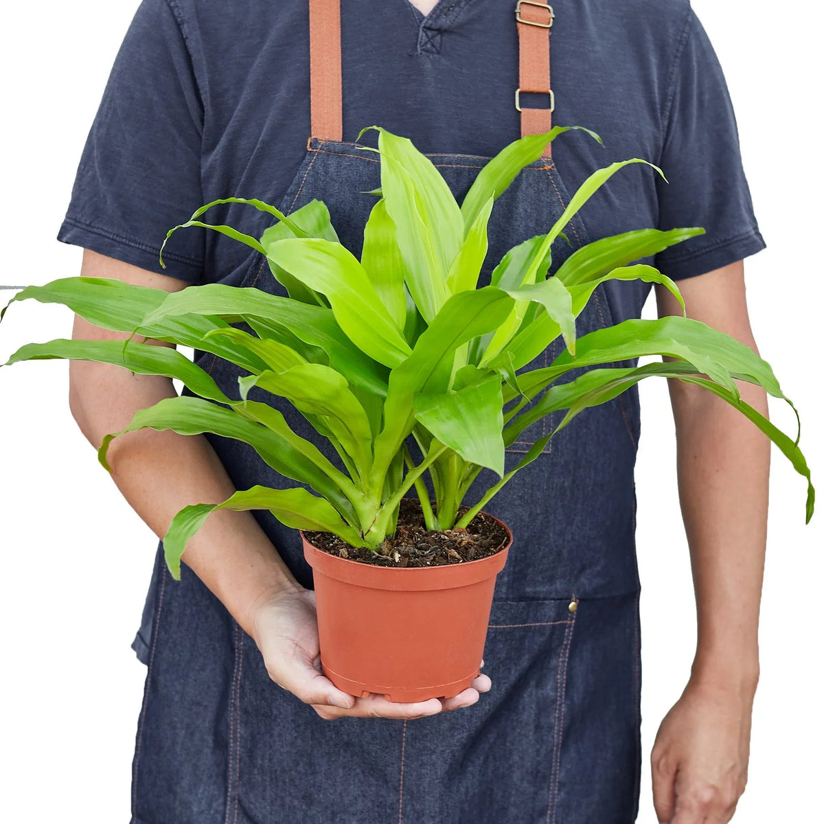 Corn plant 'Limelight'