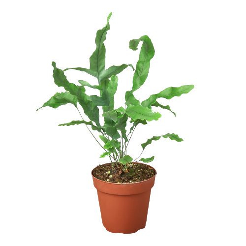 Blue-star fern