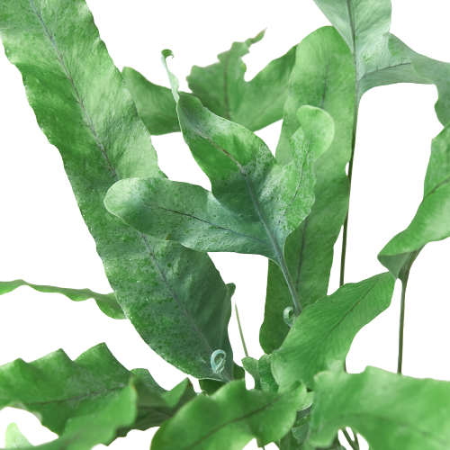 Blue-star fern