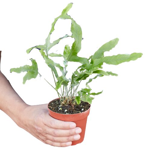 Blue-star fern