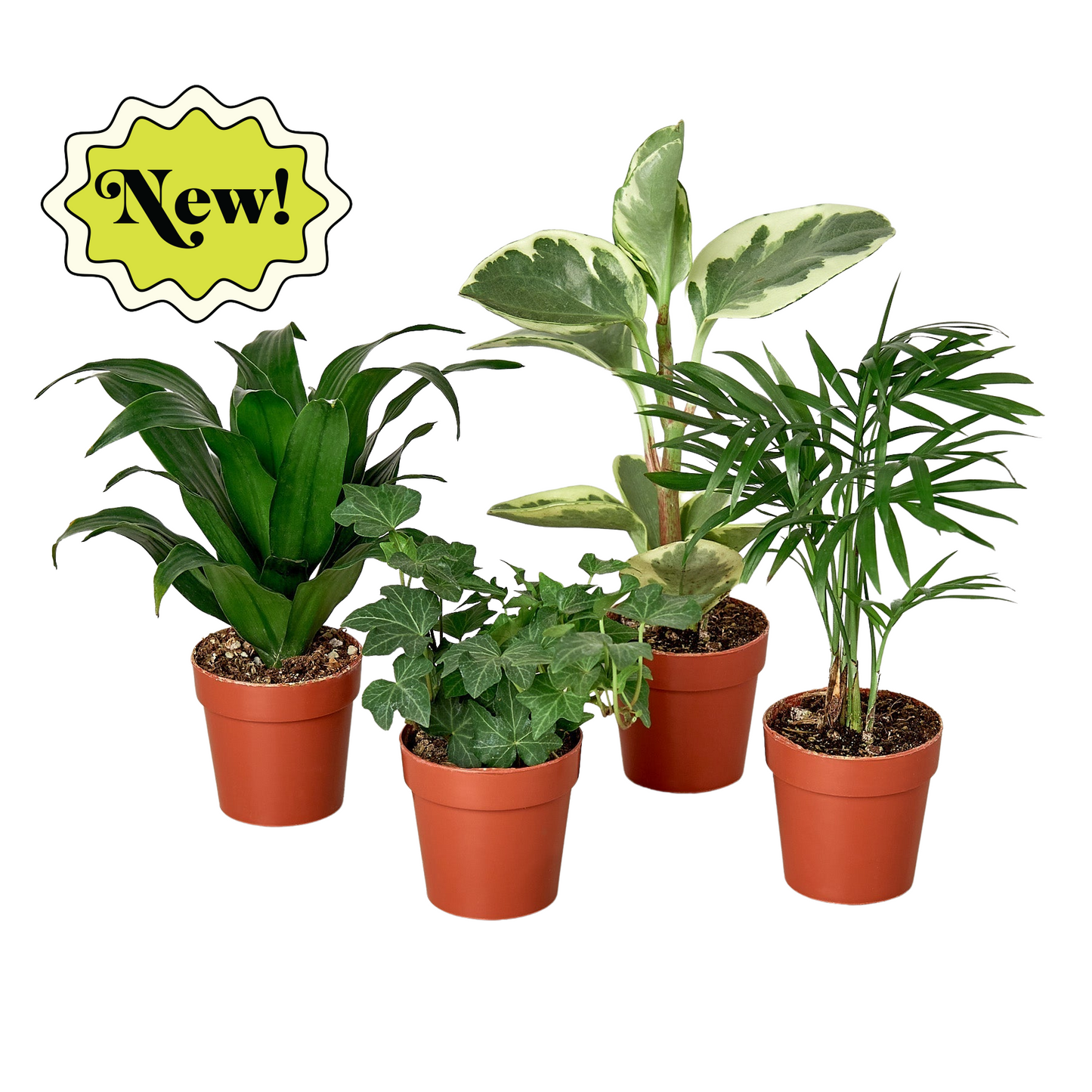 Tropical Plant Variety Bundle