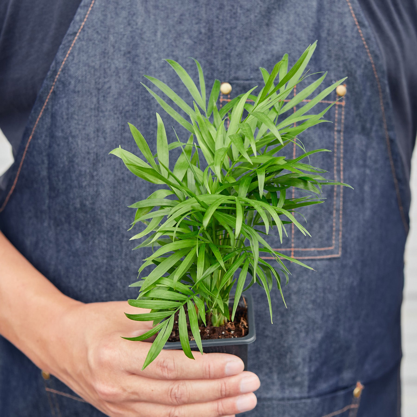 Tropical Plant Variety Bundle