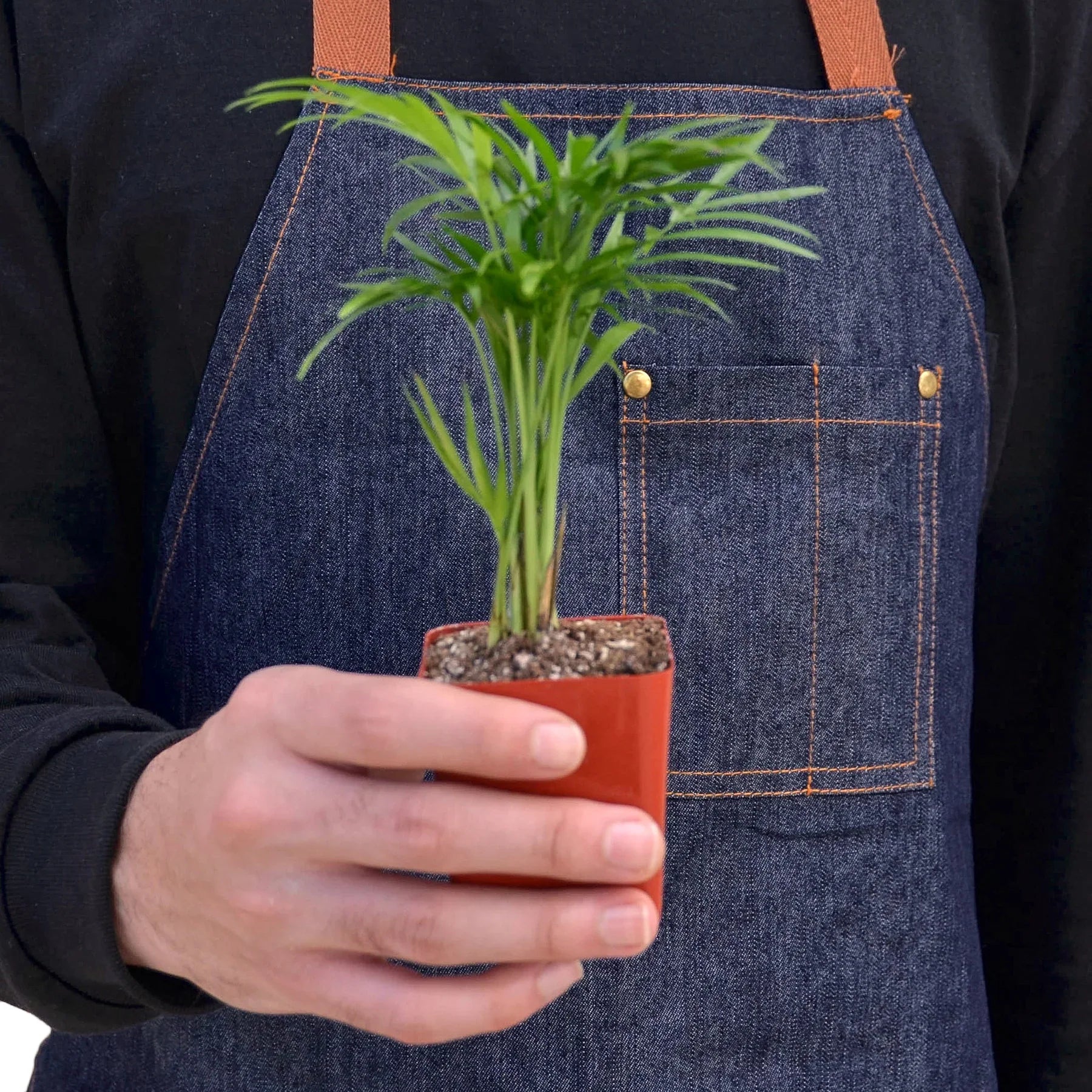 planta parlor palm Parlor Palm – Planta