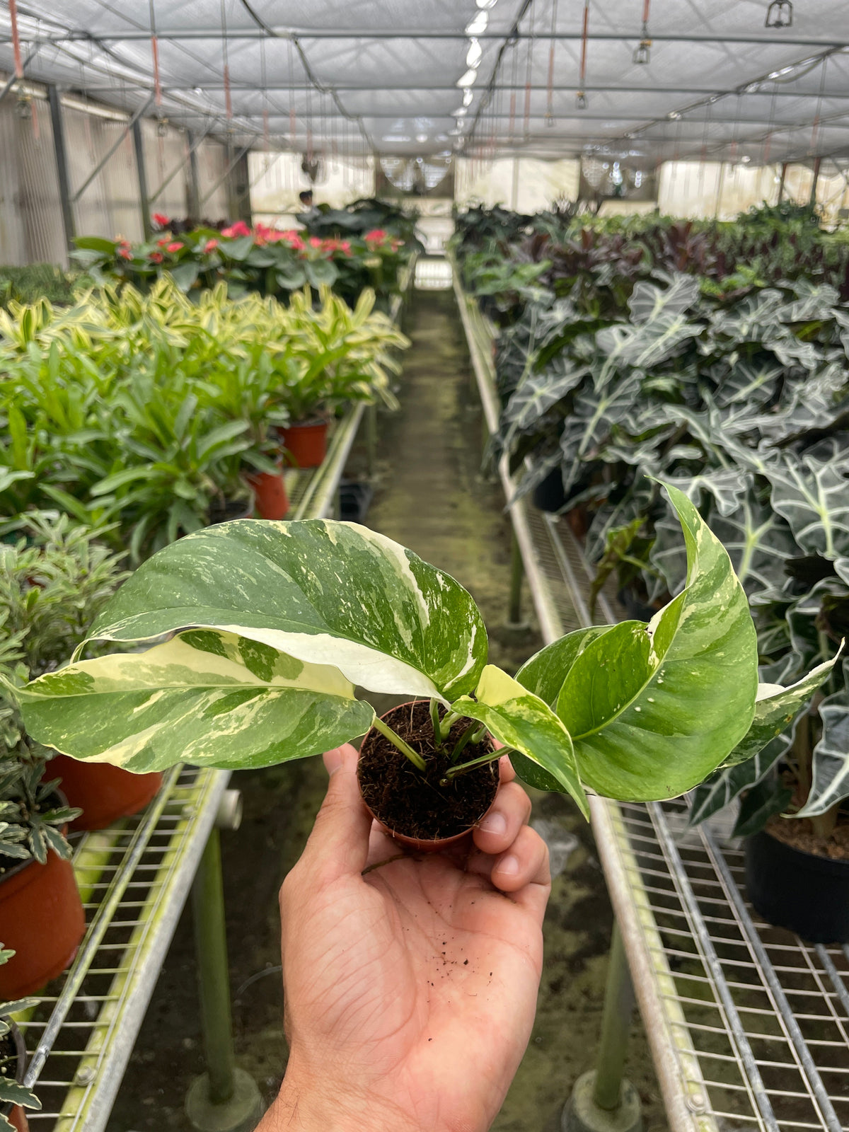 Epipremnum pinnatum 'Variegata'
