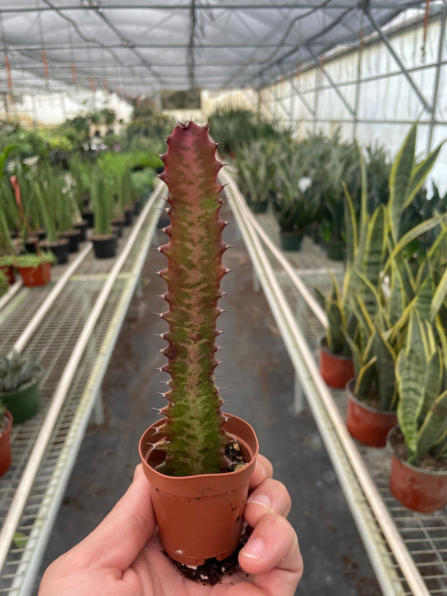 African Milk Tree 'Rubra'