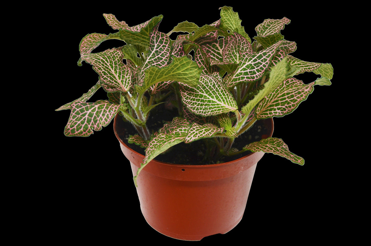Pink Nerve Plant