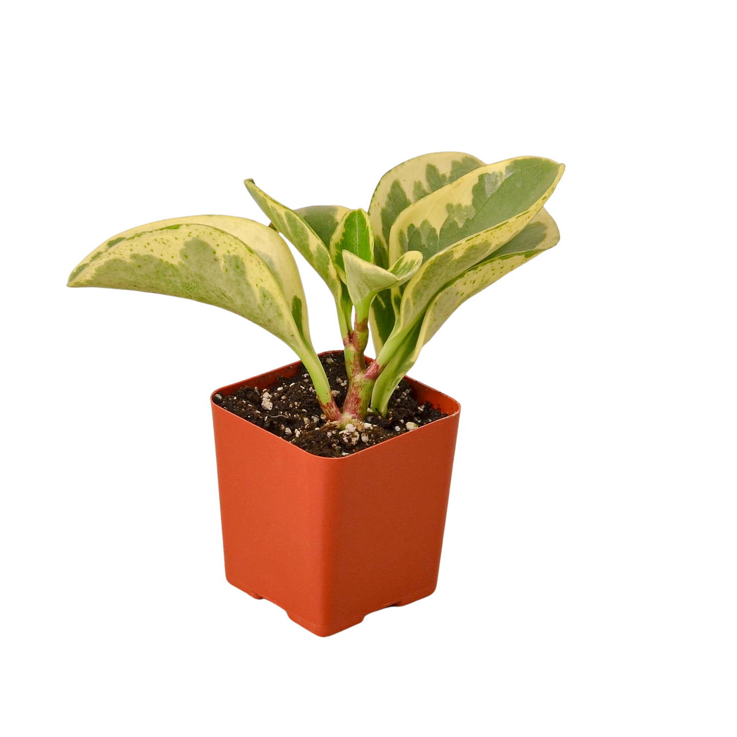 Tropical Plant Variety Bundle