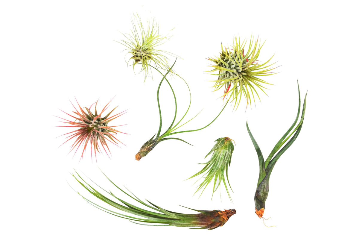 7 Air Plant Variety Pack