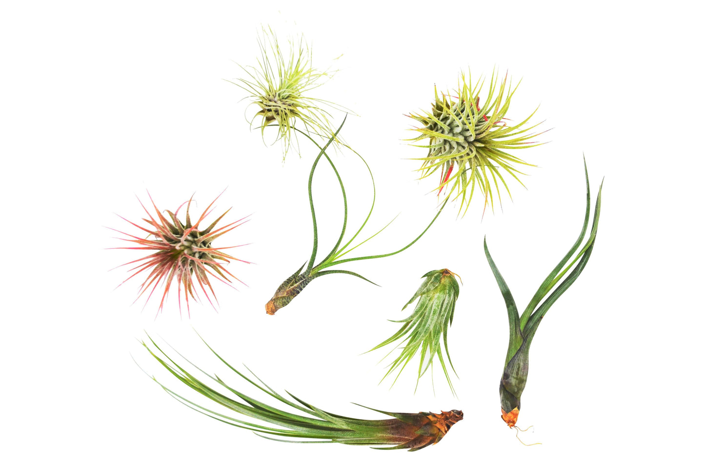 7 Air Plant Variety Pack