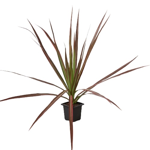 Dragon Tree 'Colorama'
