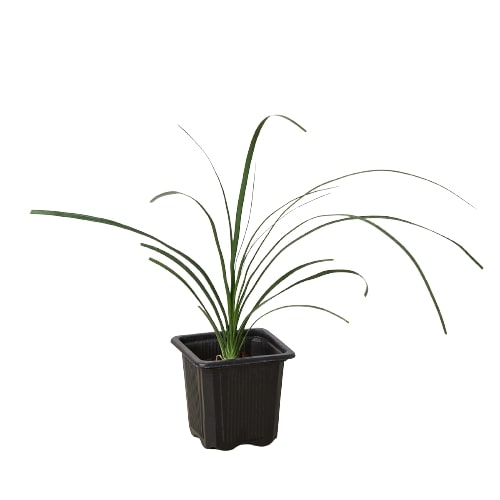 Ponytail palm