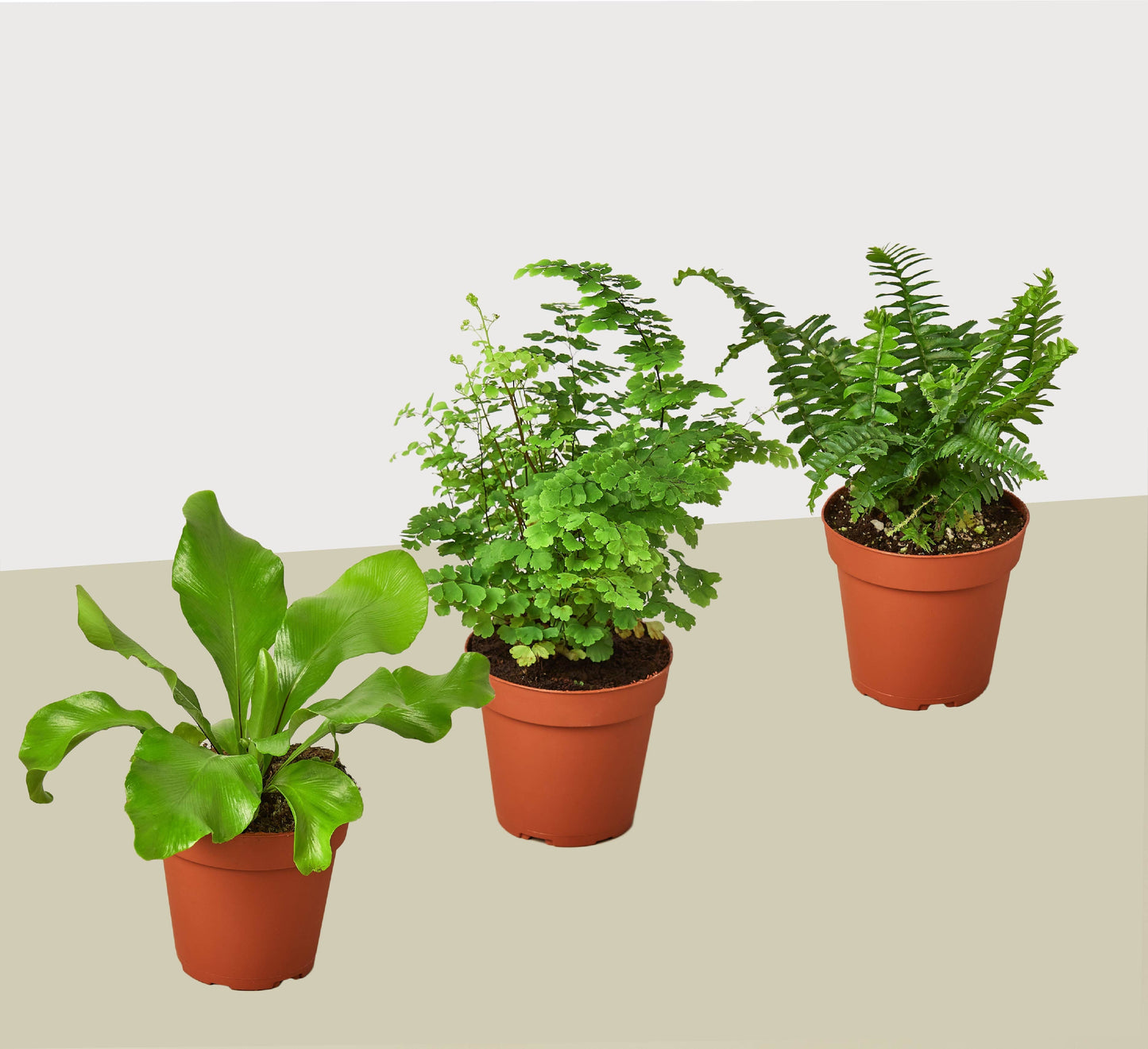3 Fern Variety Pack