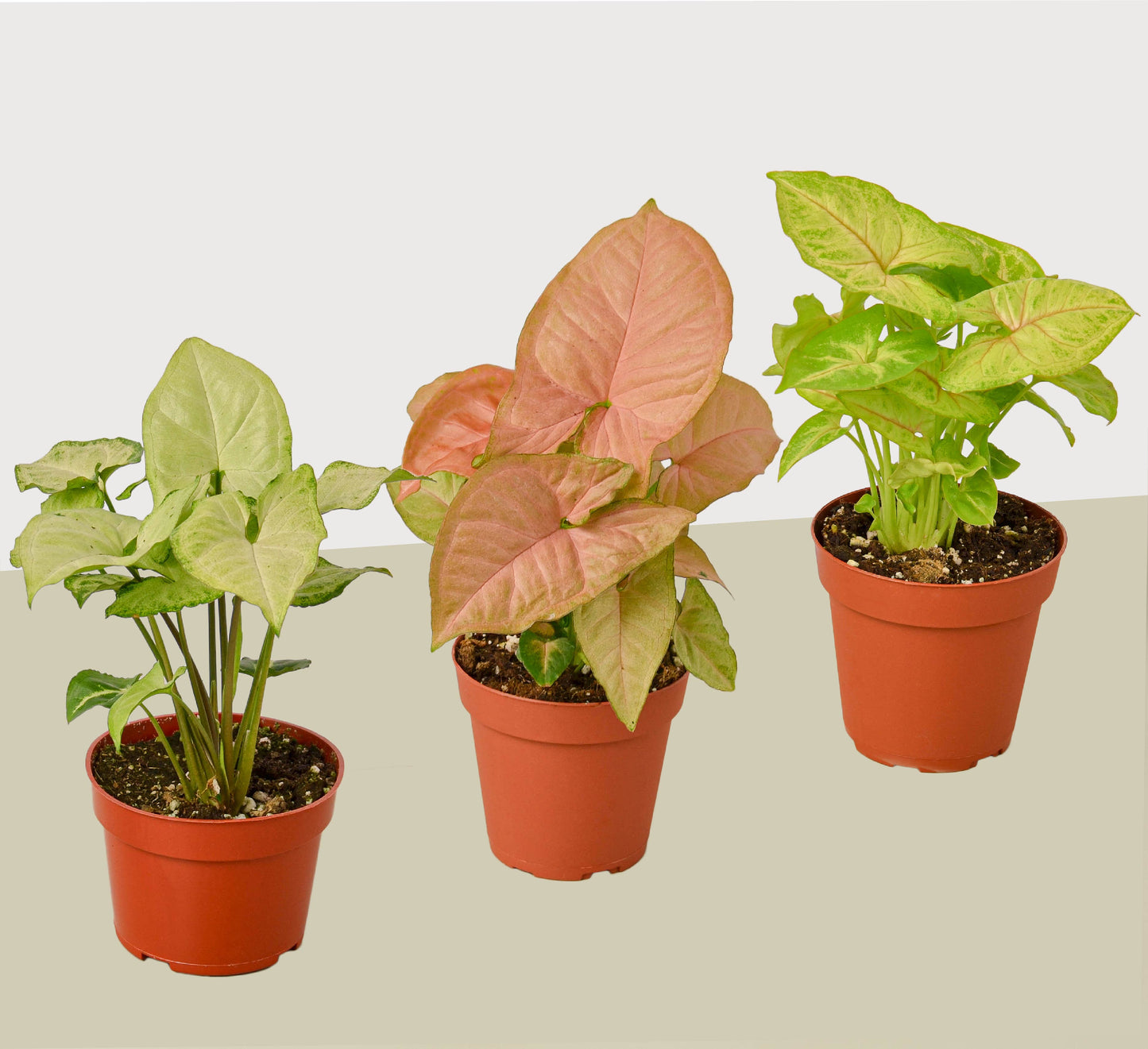 3 Different Syngonium Plants