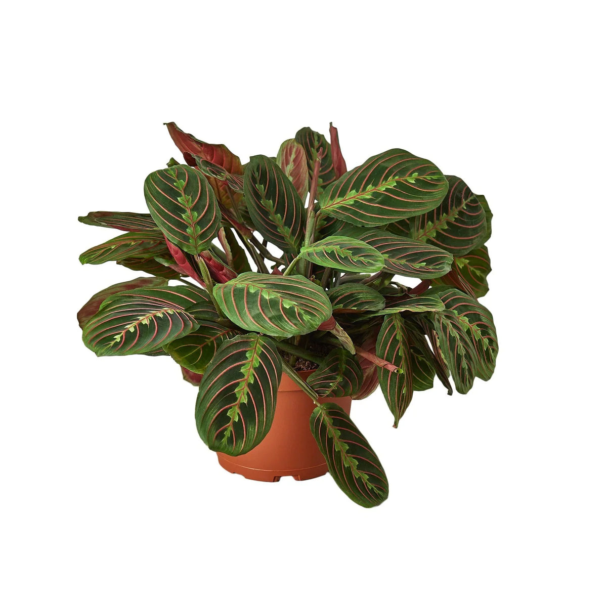 Prayer Plant 'Erythroneura'