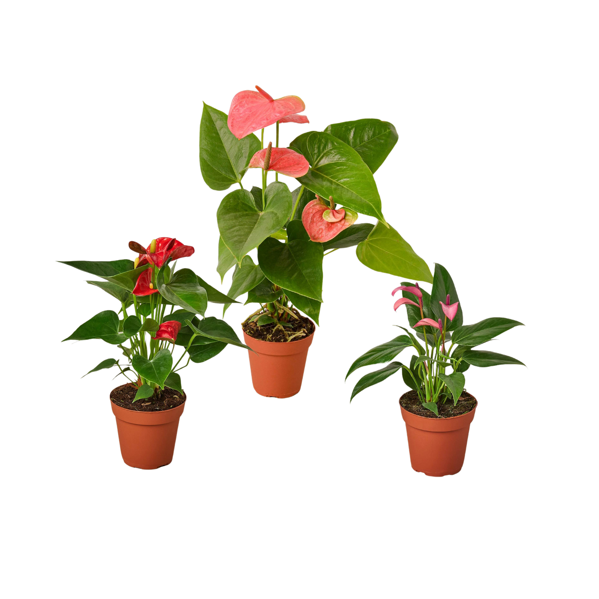 3 Anthurium Variety Pack