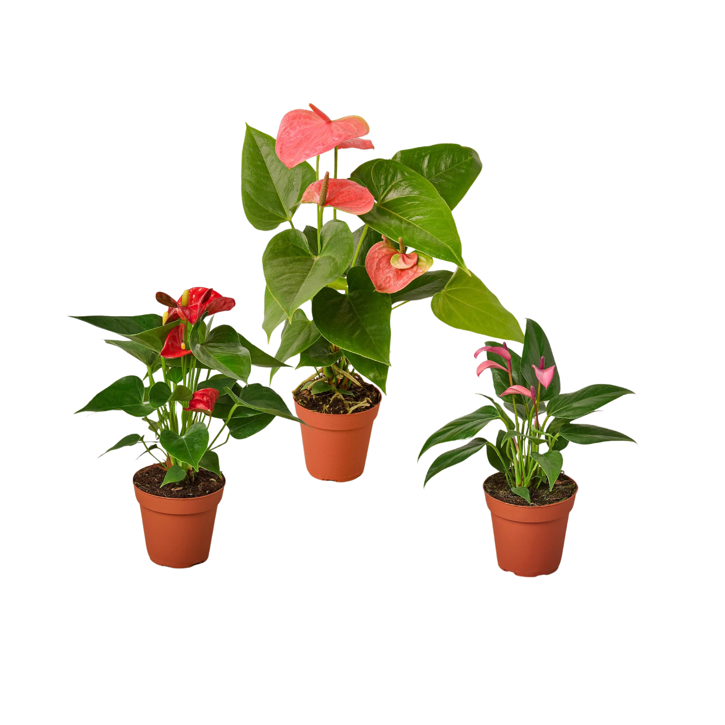 3 Anthurium Variety Pack