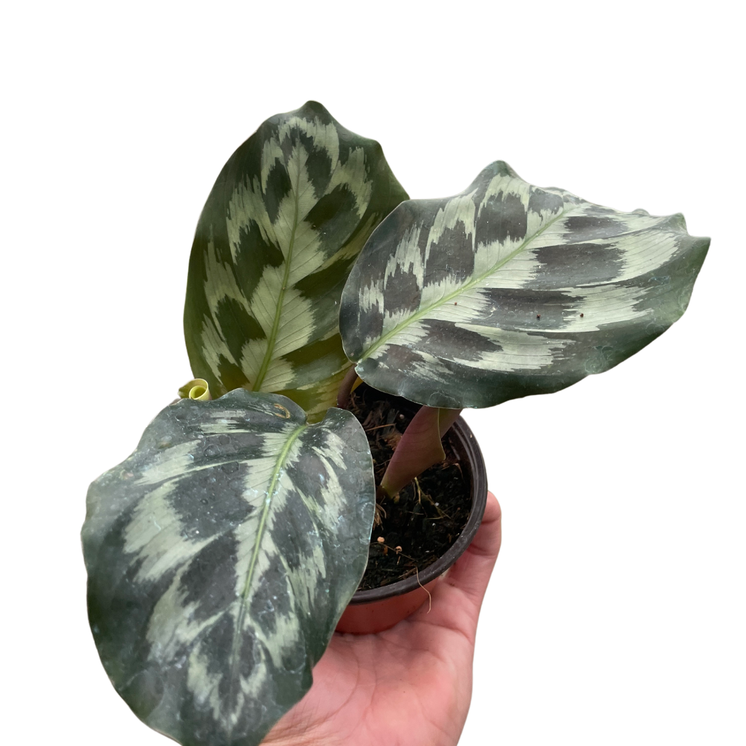Calathea 'Helen Kennedy'