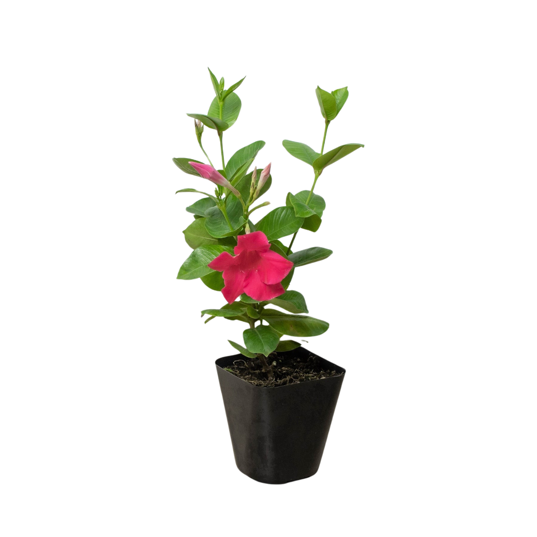 Mandevilla Pink