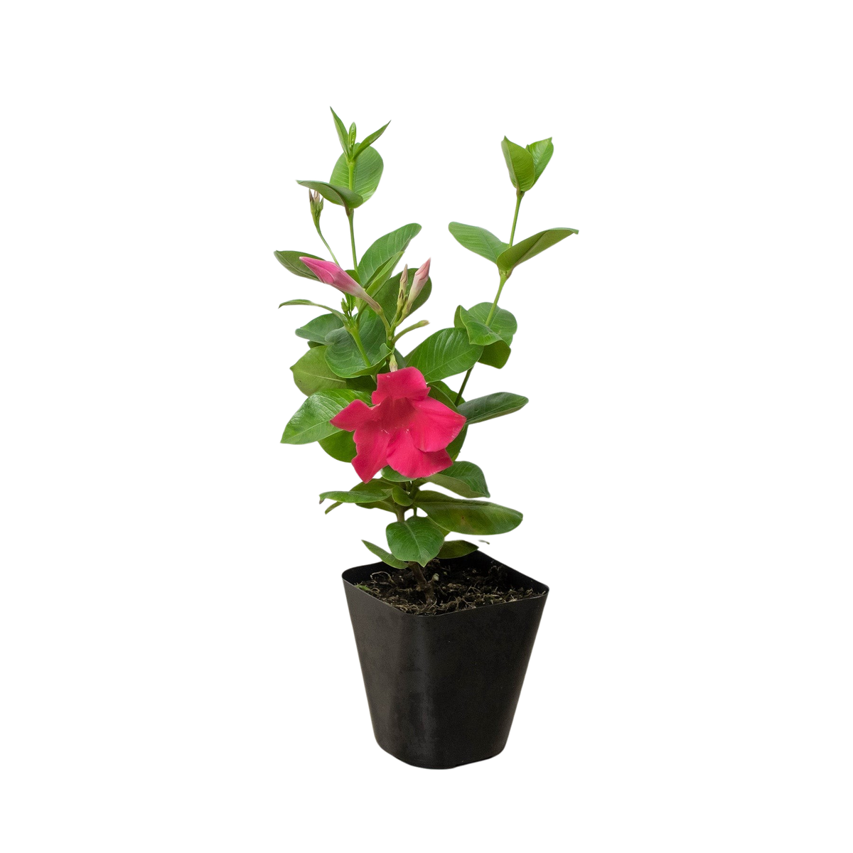 Mandevilla Pink