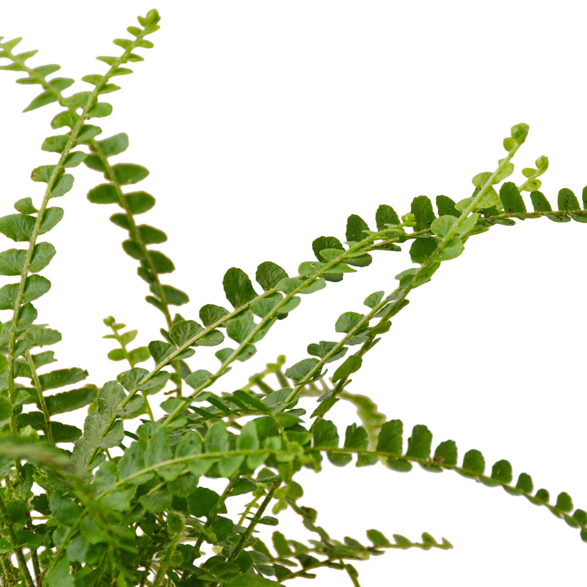 Lemon Button Fern 'Duffii'