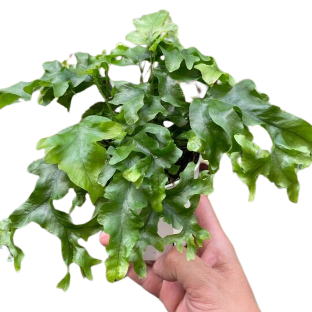 Nicholas diamond fern