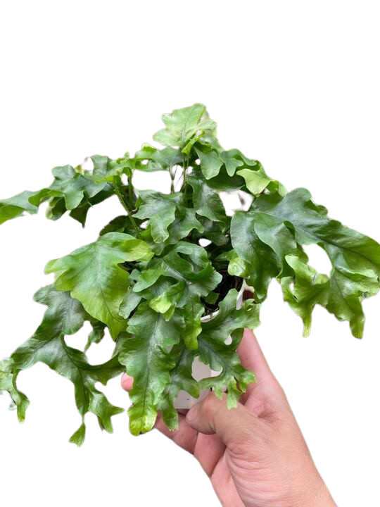 Nicholas diamond fern