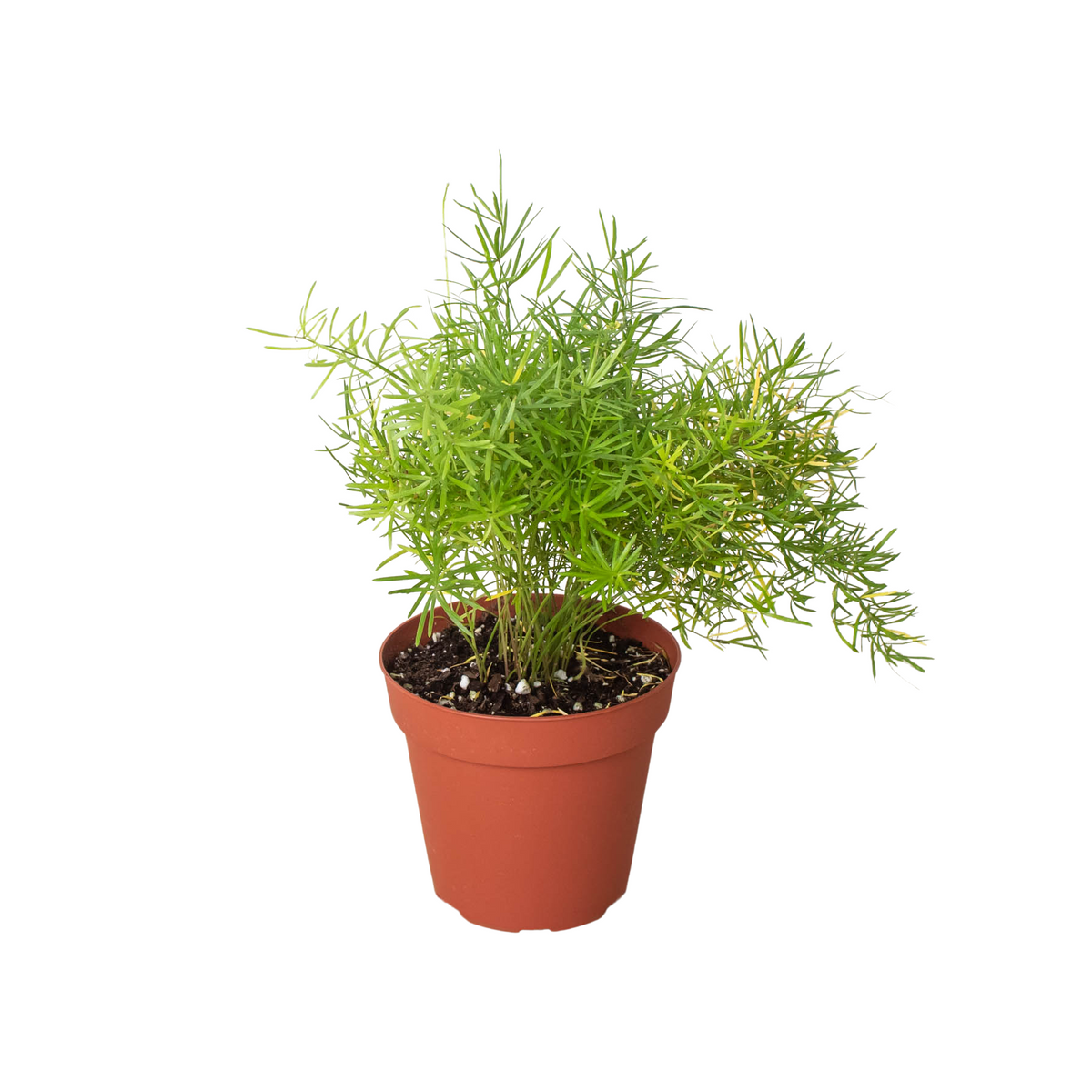 Sprenger's Asparagus