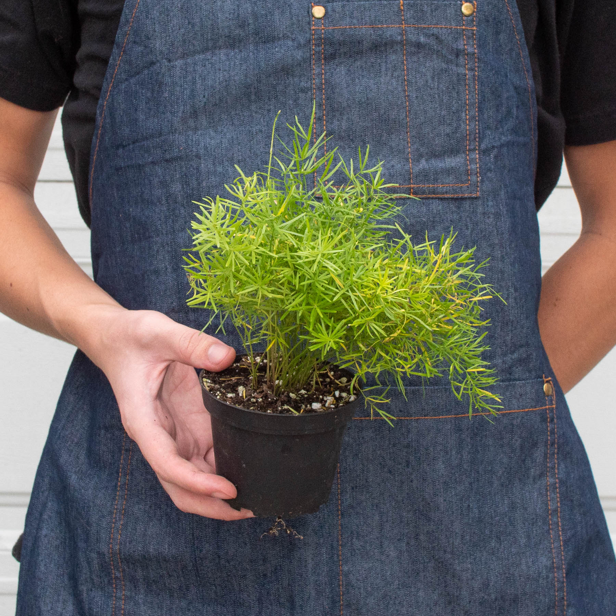 Sprenger's Asparagus