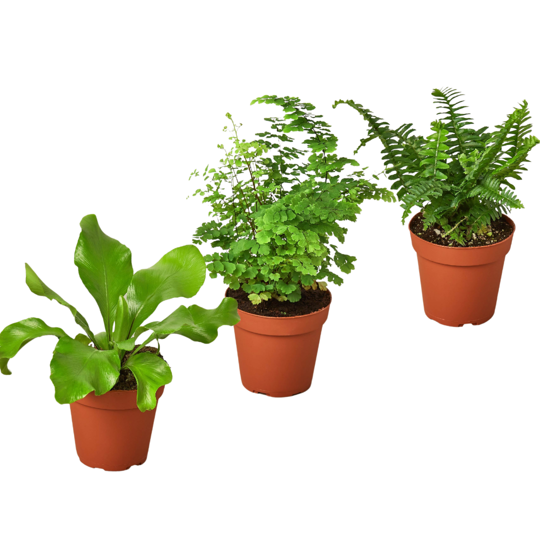 3 Fern Variety Pack