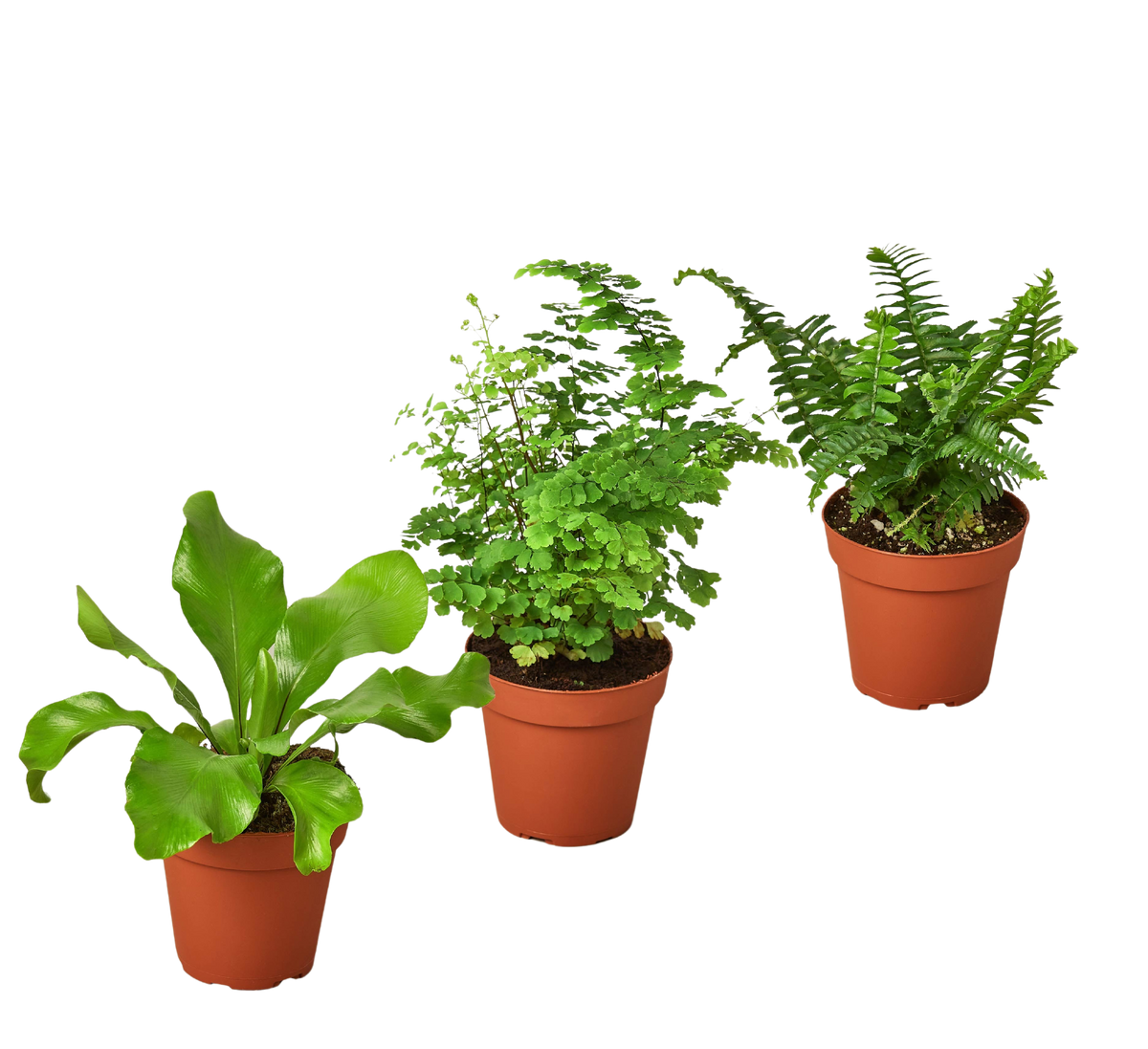 3 Fern Variety Pack