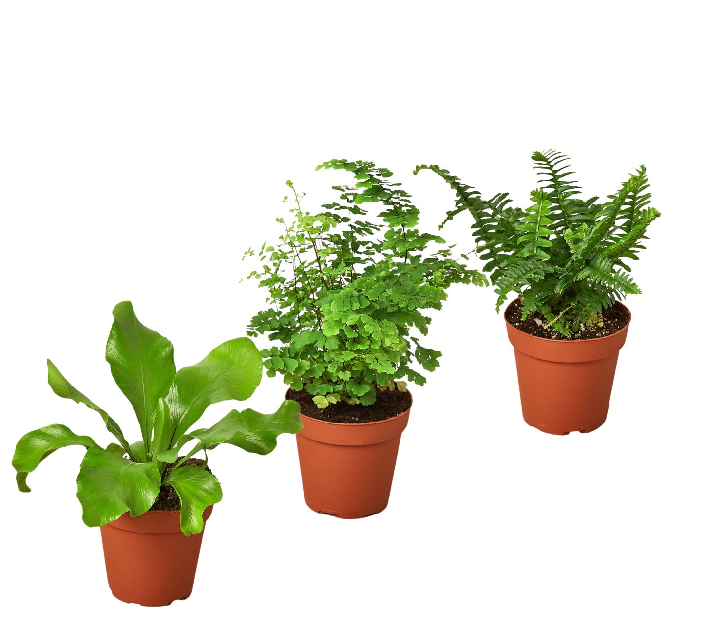 3 Fern Variety Pack