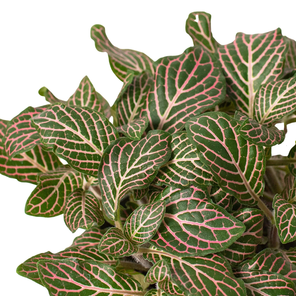 Pink Nerve Plant