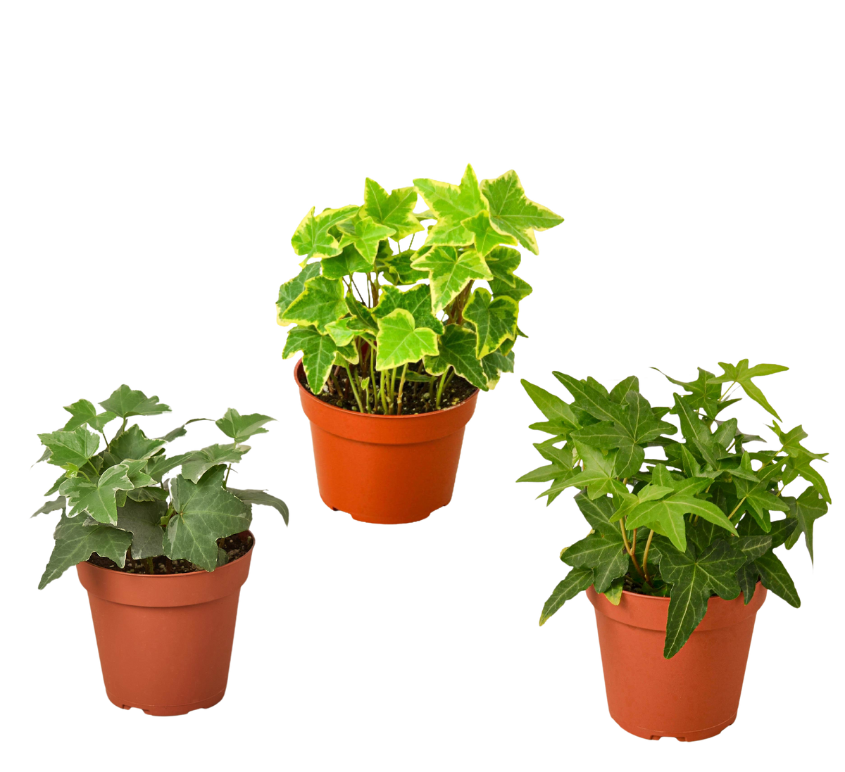 3 Different English Ivy Plants