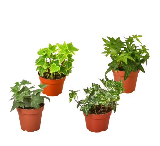 4 Different English Ivy Plants
