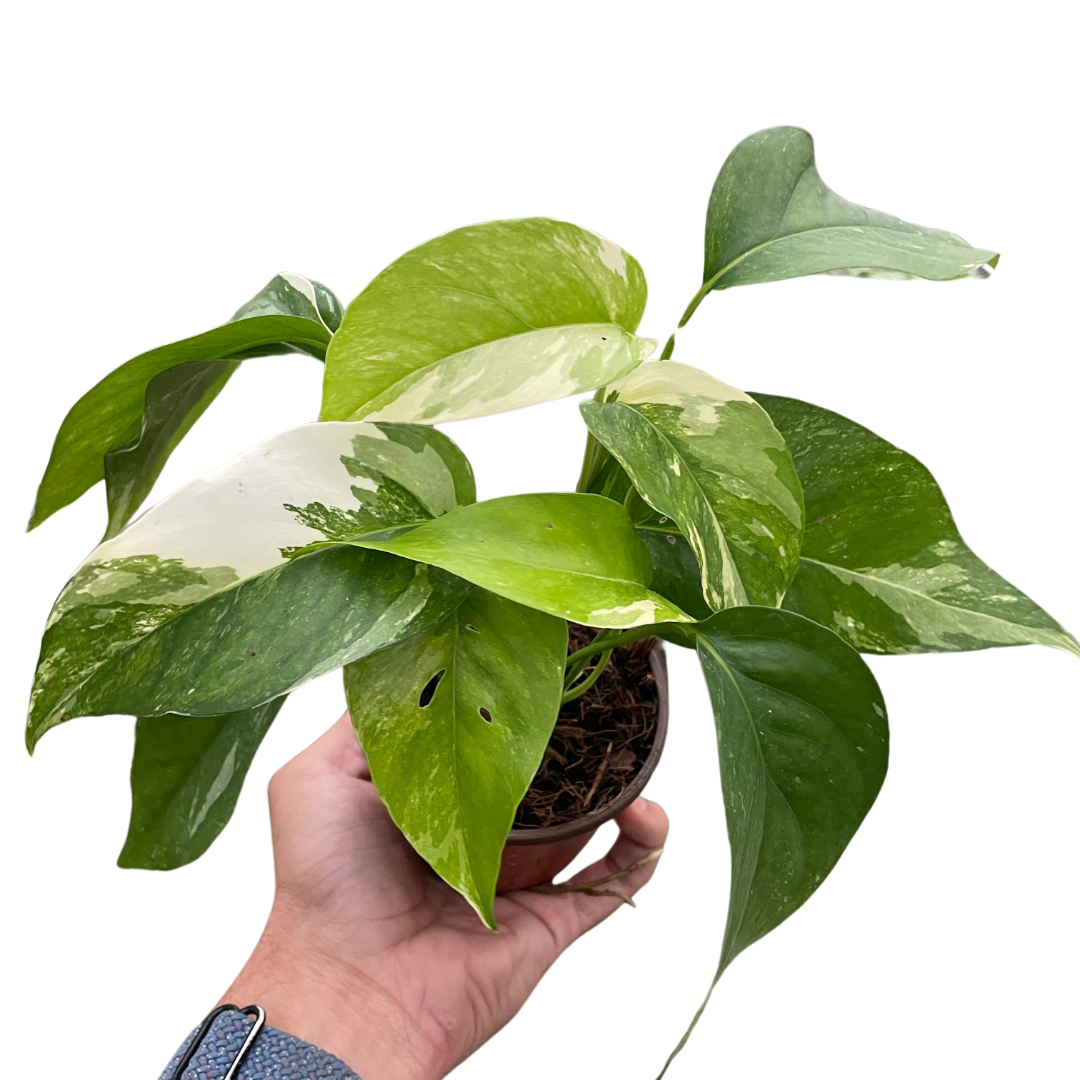 Epipremnum pinnatum 'Variegata'