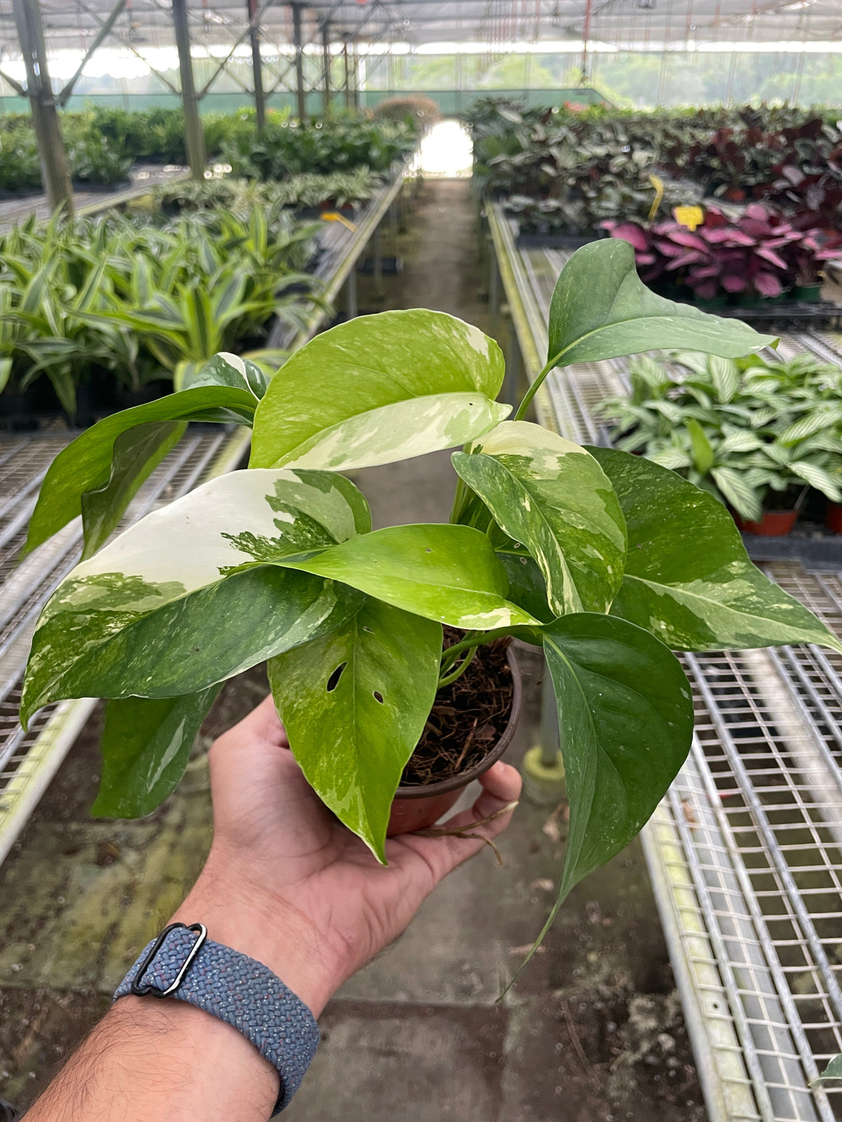 Epipremnum pinnatum 'Variegata'