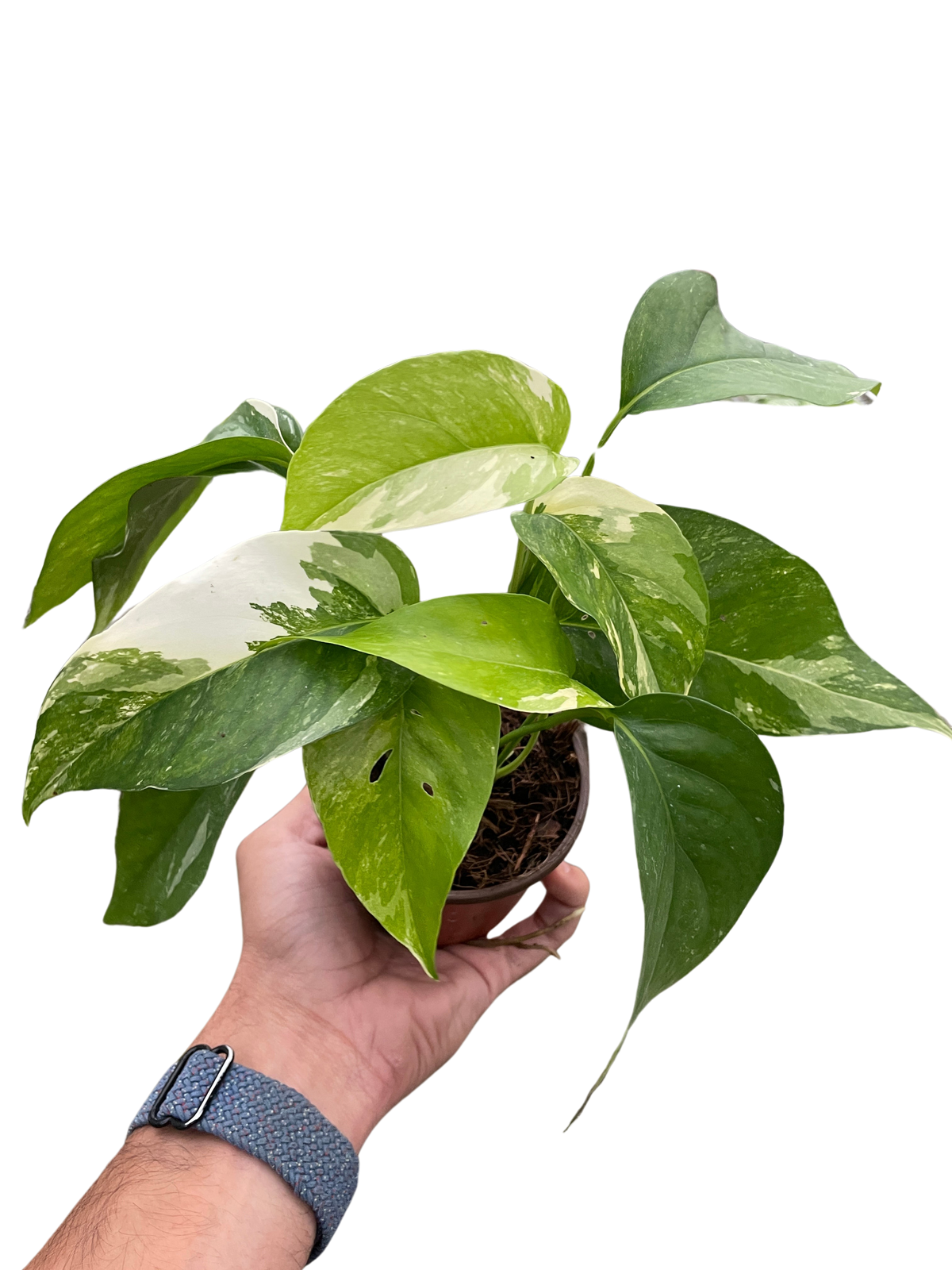 Epipremnum pinnatum 'Variegata'