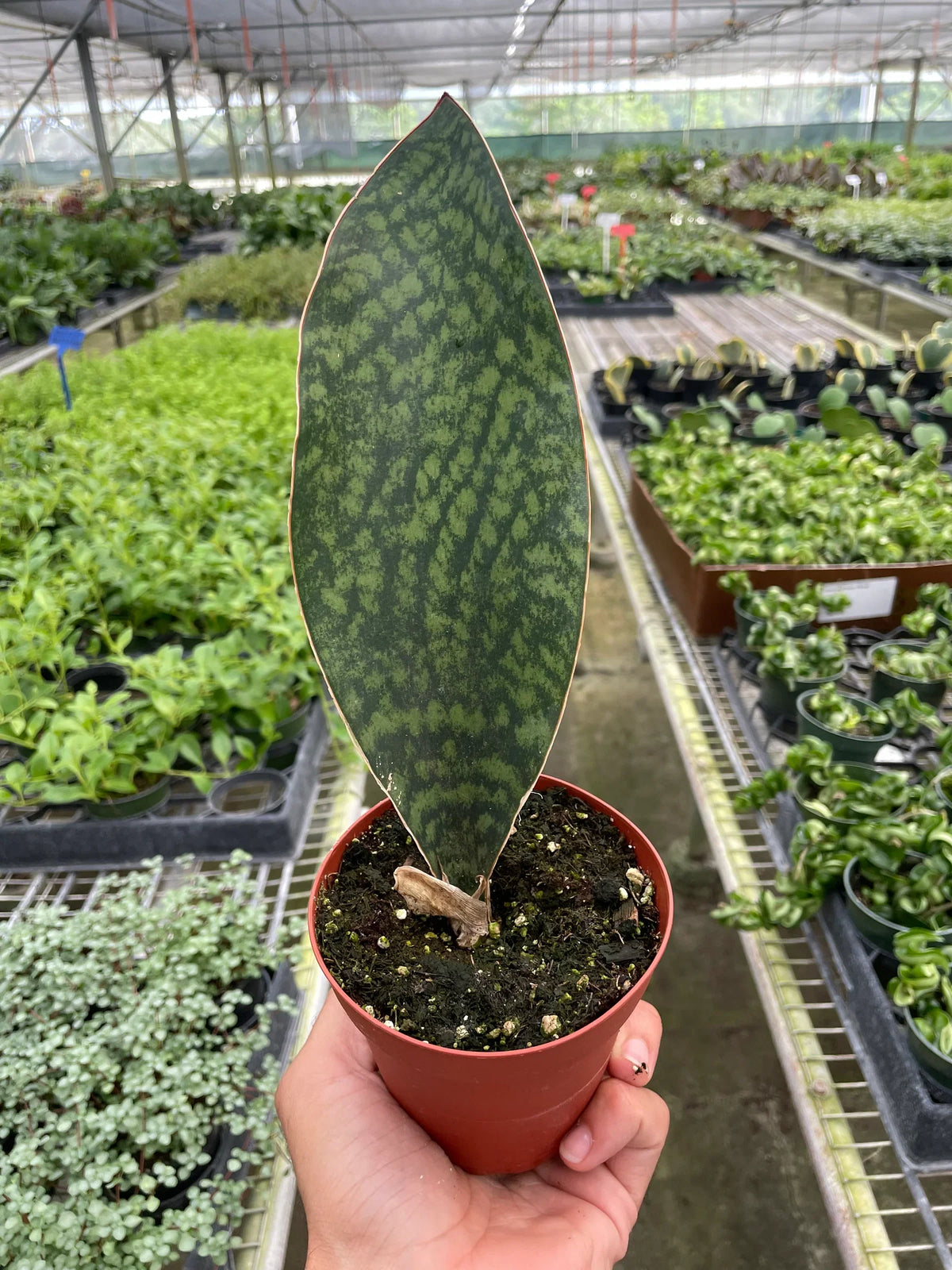 Whale fin snake plant