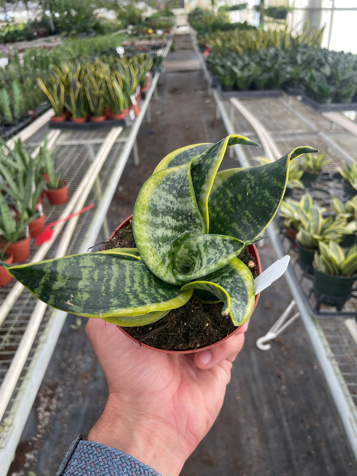 Snake Plant 'Twisted sister'