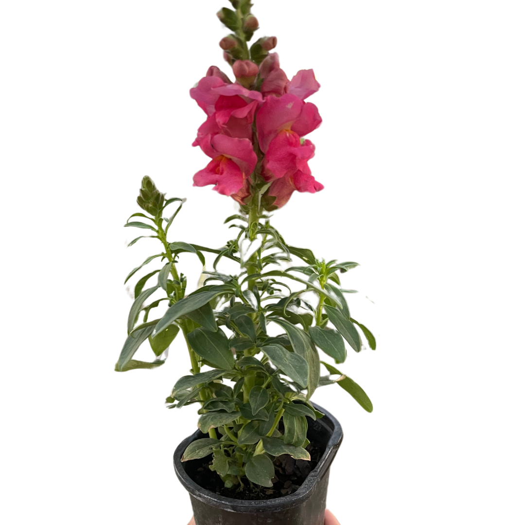 Garden snapdragon