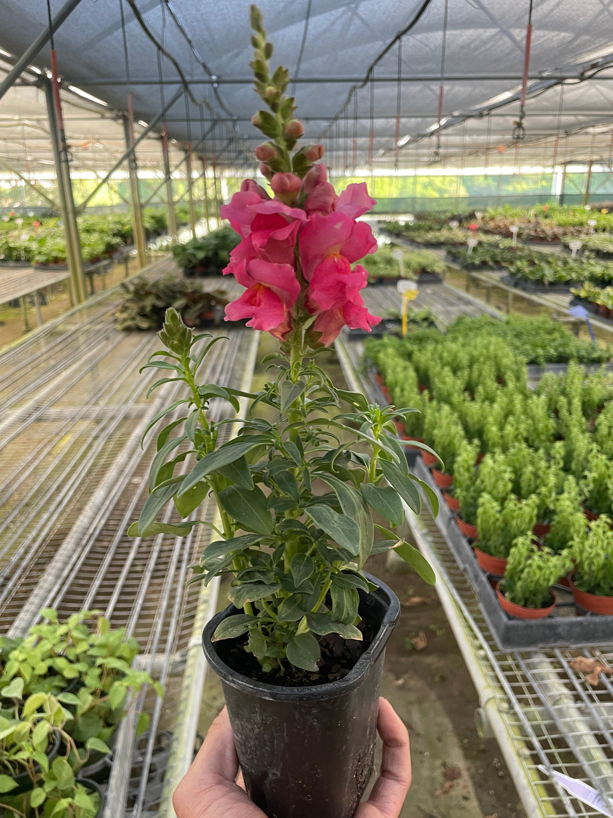 Garden snapdragon