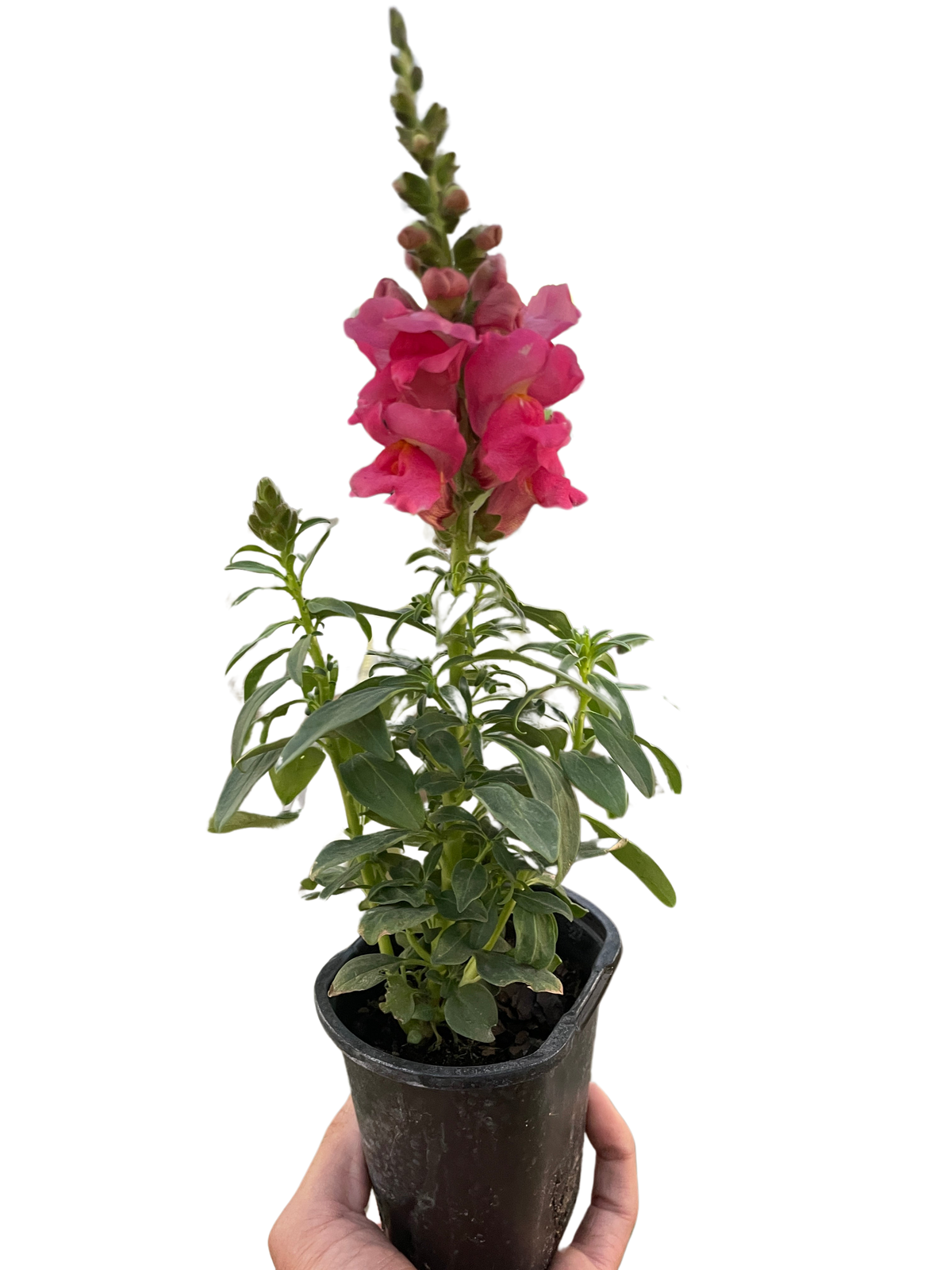 Garden snapdragon