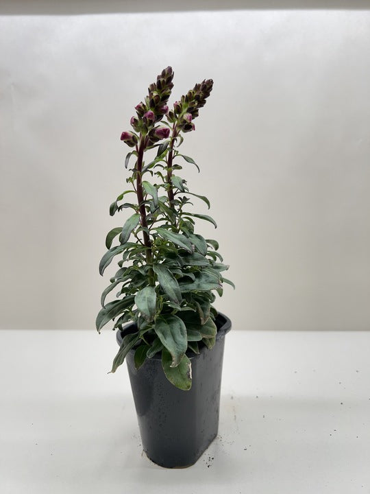 Garden snapdragon