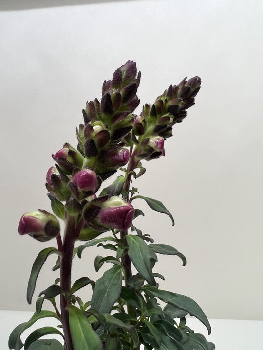 Garden snapdragon