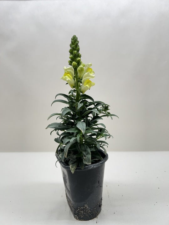 Garden snapdragon
