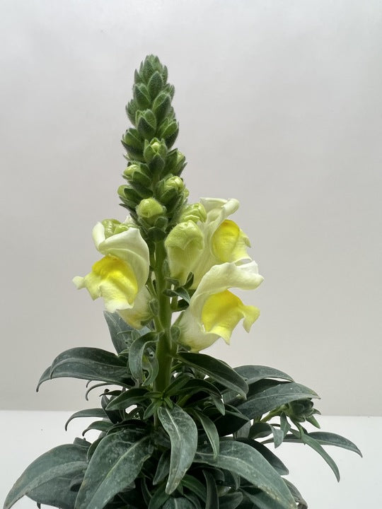 Garden snapdragon