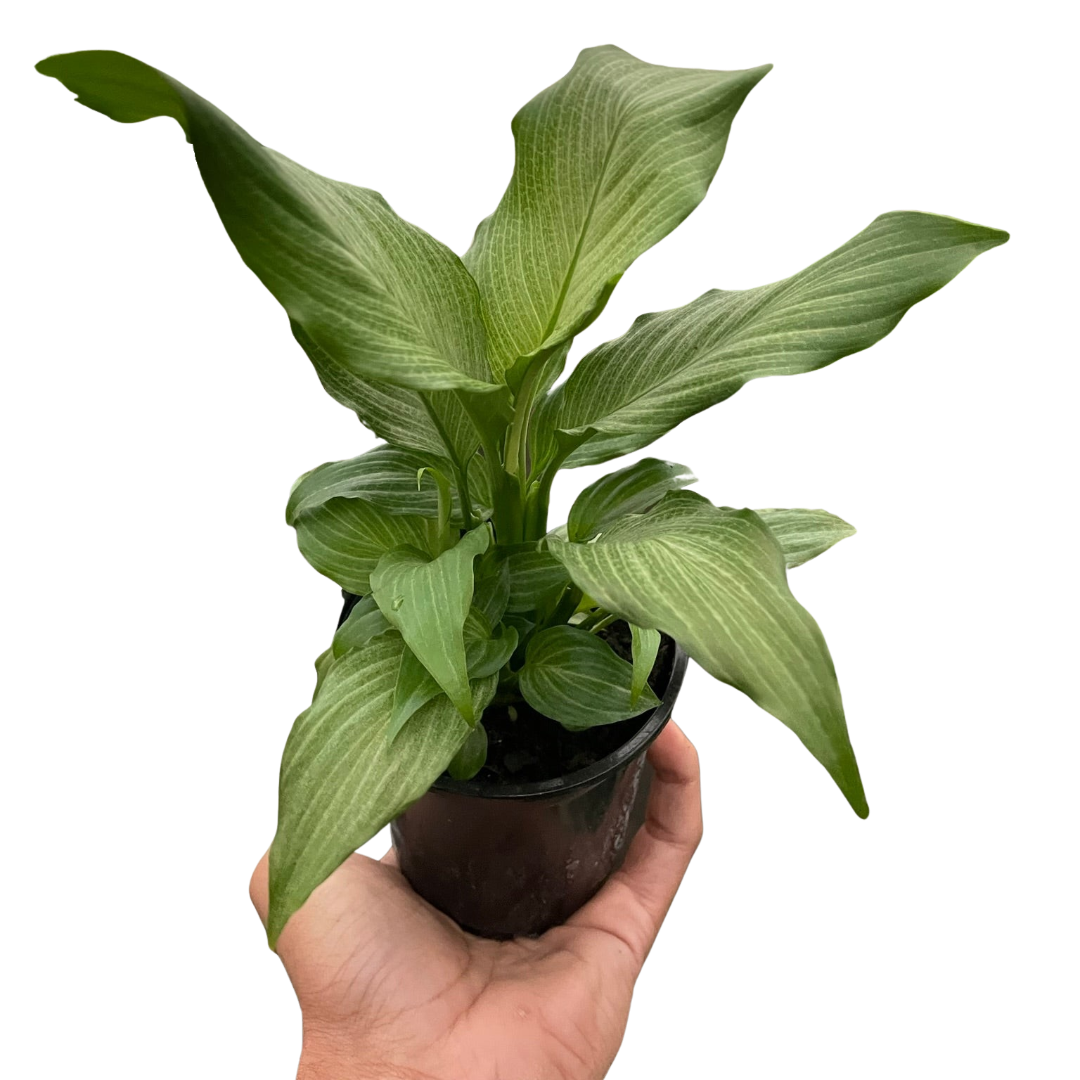 Peace Lily 'Platinum Mist'